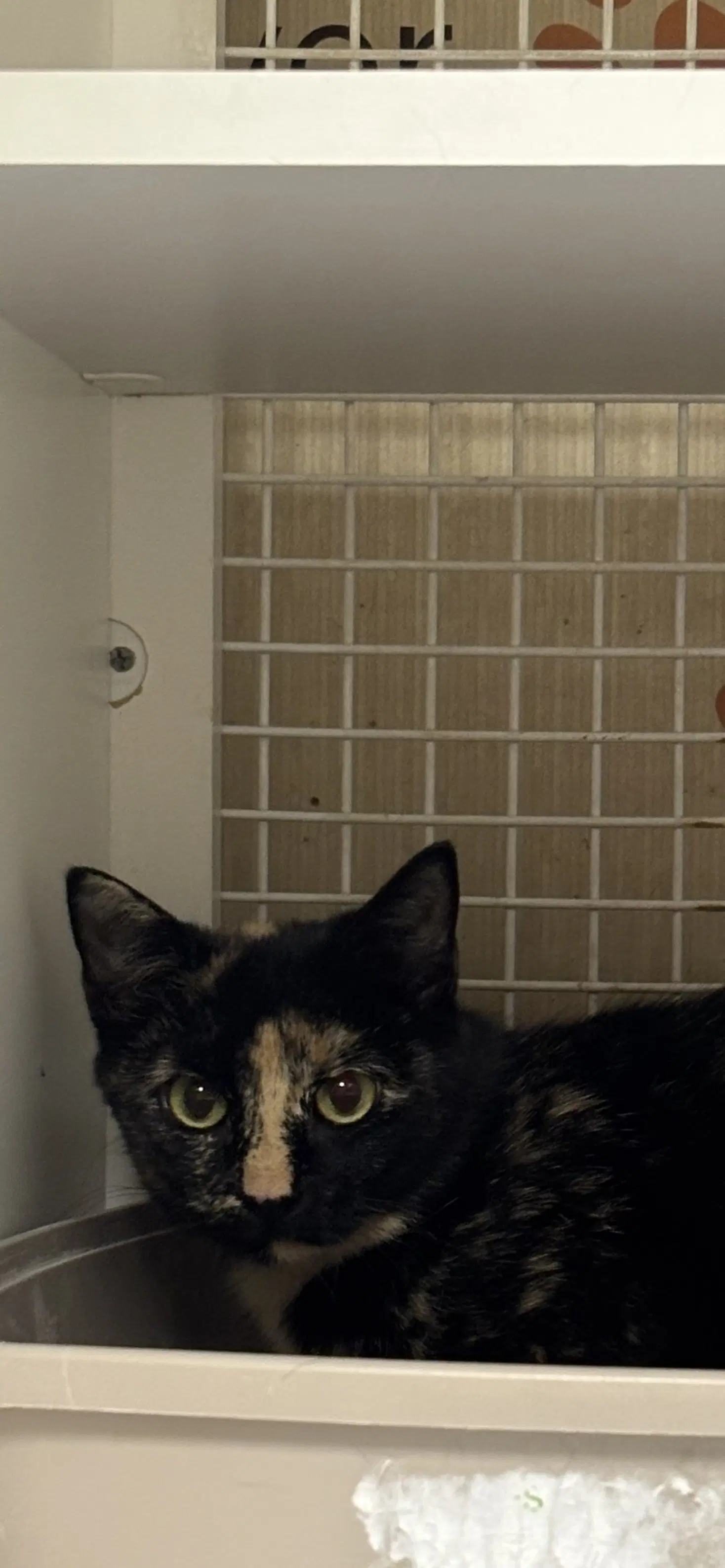 Carla image 2