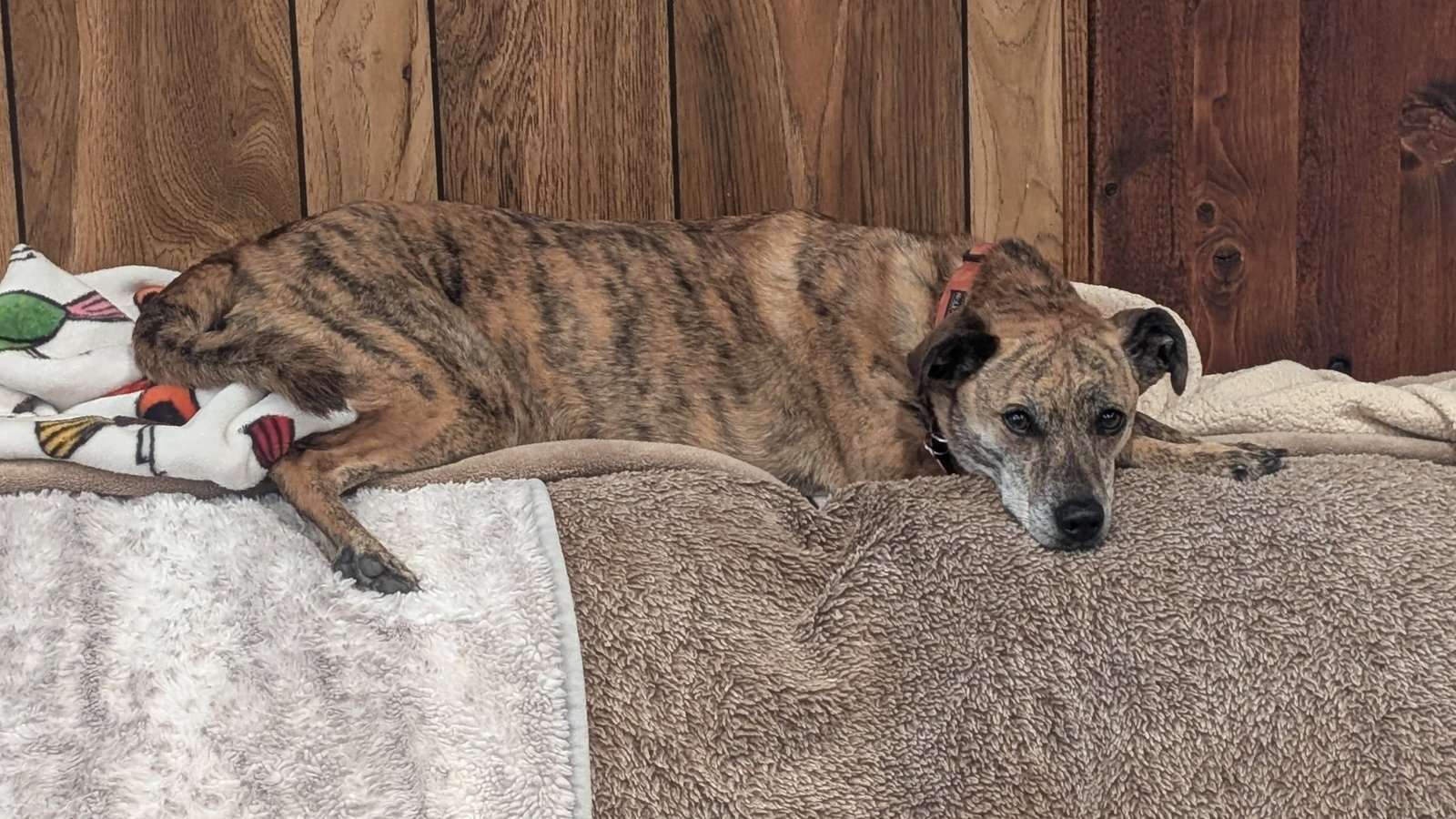 Rosie #10, photo 4