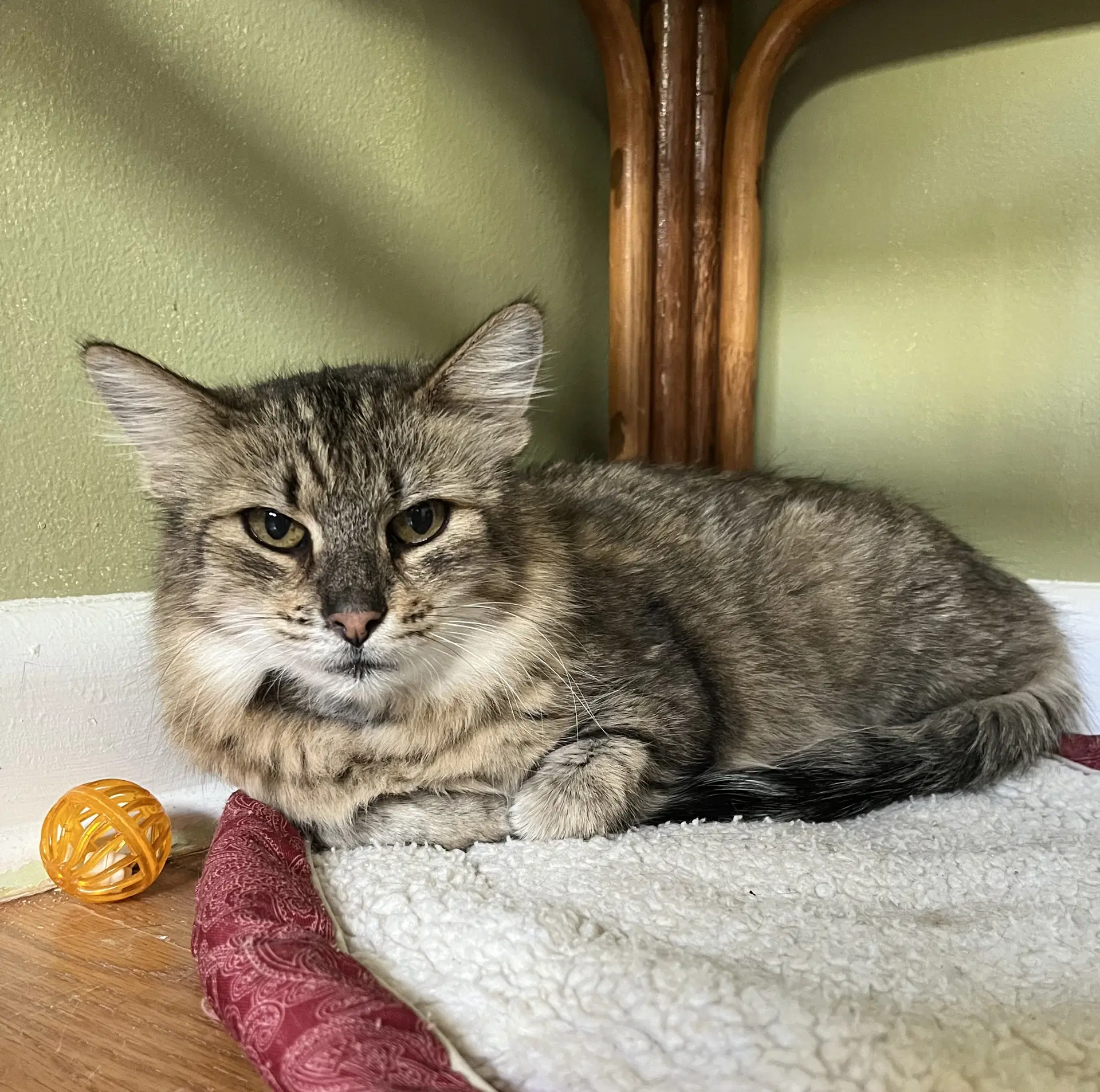 Kinley - Domestic Medium Hair