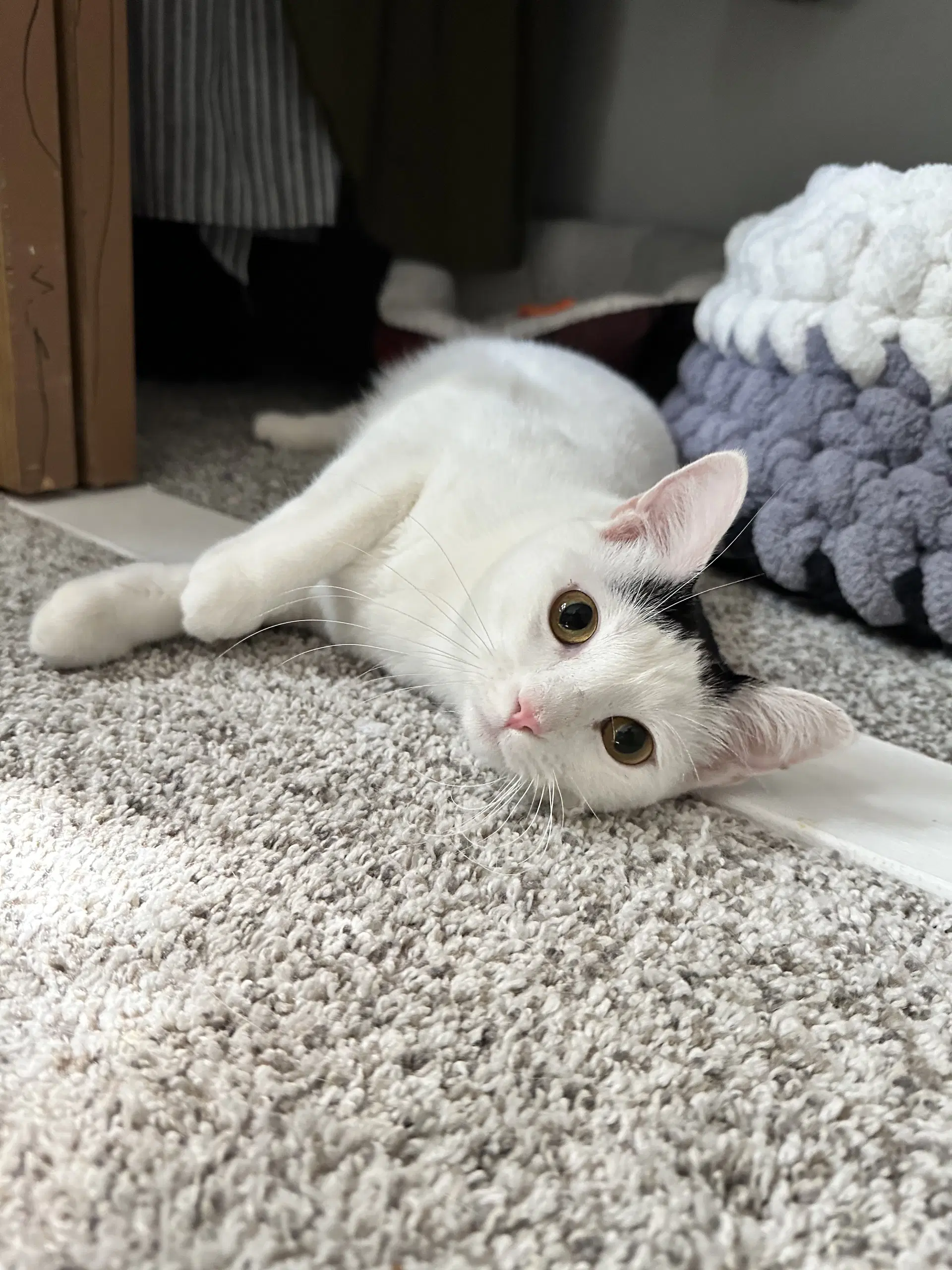 Cloudette - Domestic Short Hair