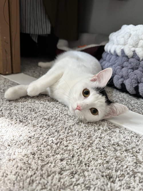Cloudette, a cat for adoption from Animal Rescue of the Rockies
