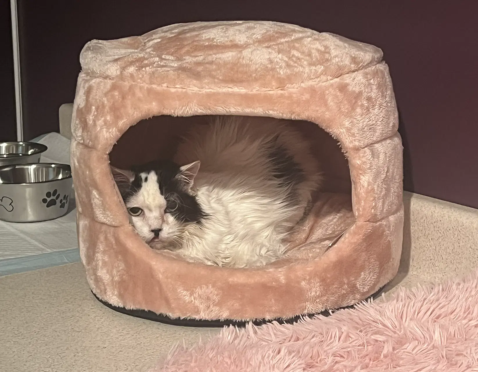 Lacey - Domestic Short Hair