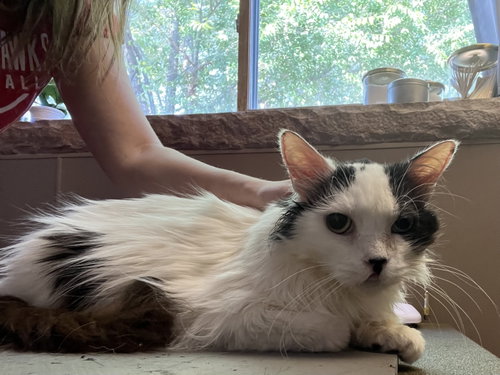 Lacey, a cat for adoption from Animal Rescue of the Rockies