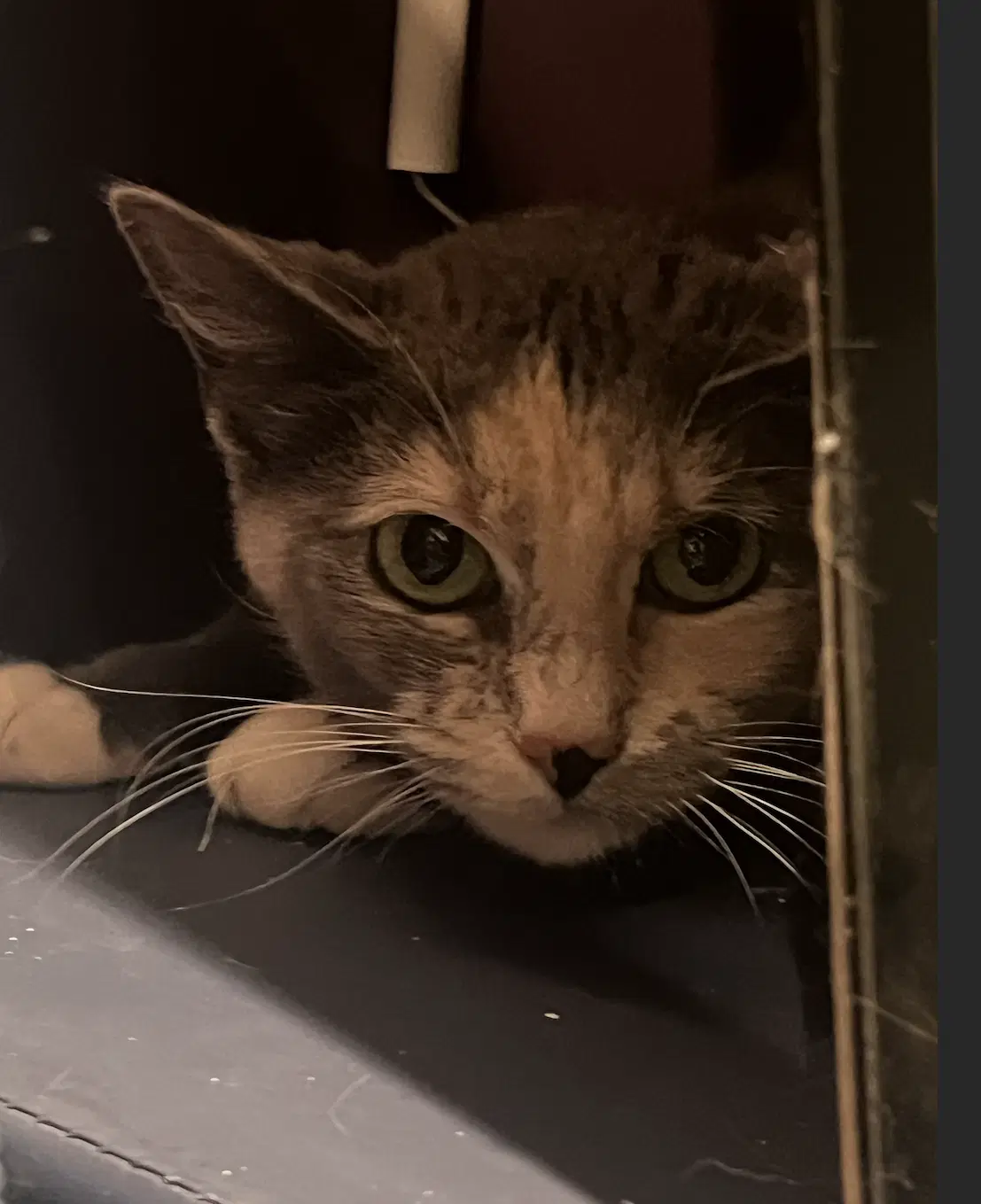 Heidi - Domestic Short Hair