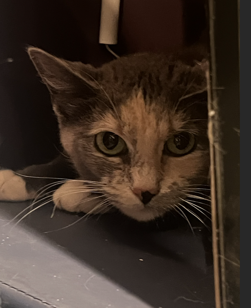 Heidi, a cat for adoption from Animal Rescue of the Rockies
