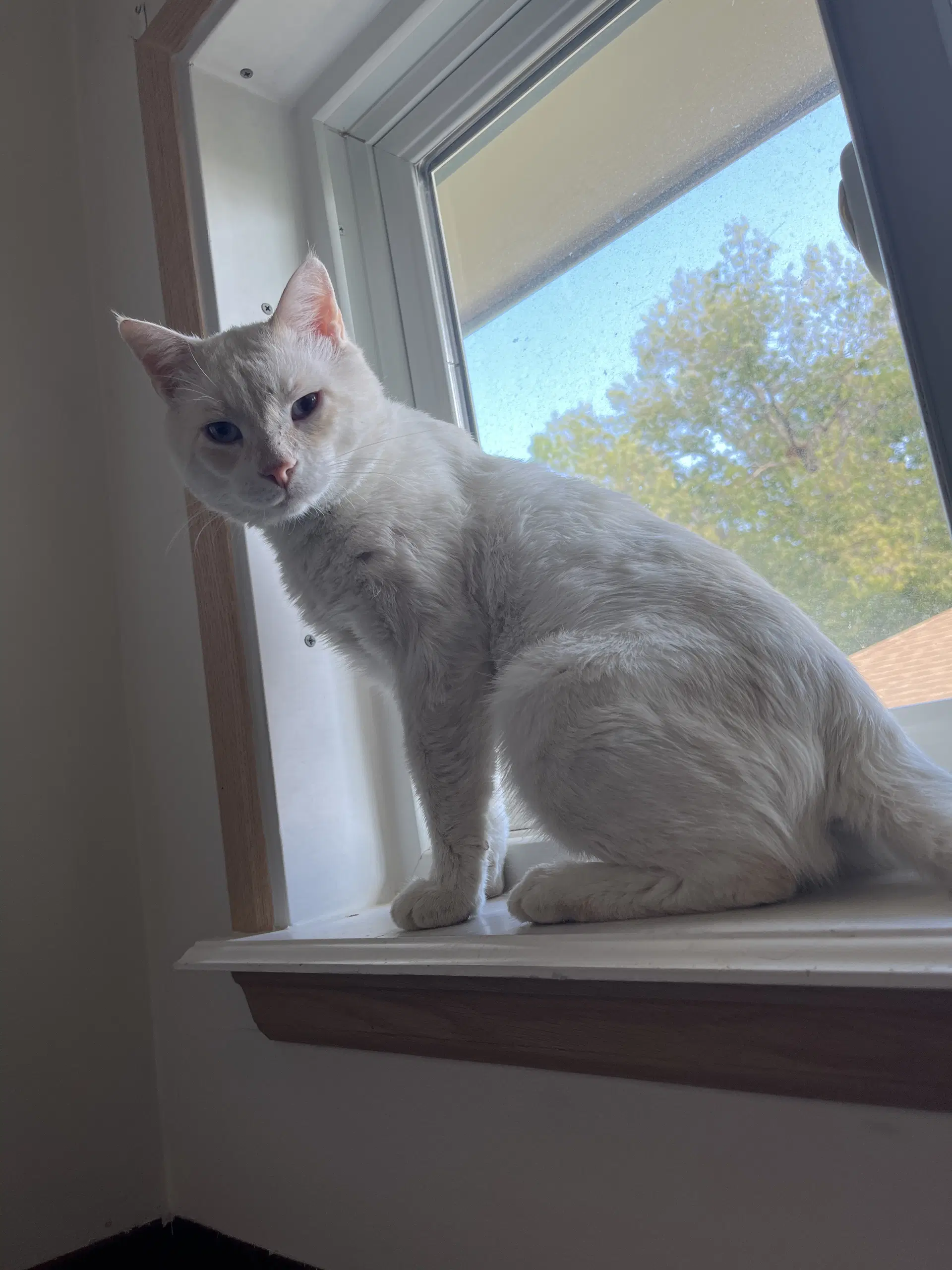 Legend - Siamese