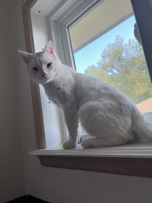Legend, a cat for adoption from Animal Rescue of the Rockies