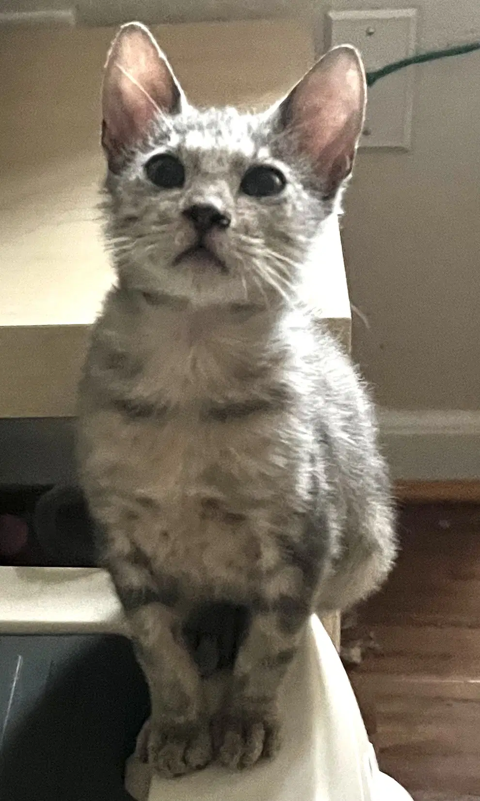 Sailor - Domestic Short Hair