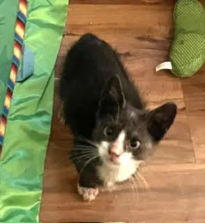 Junebug - Domestic Short Hair