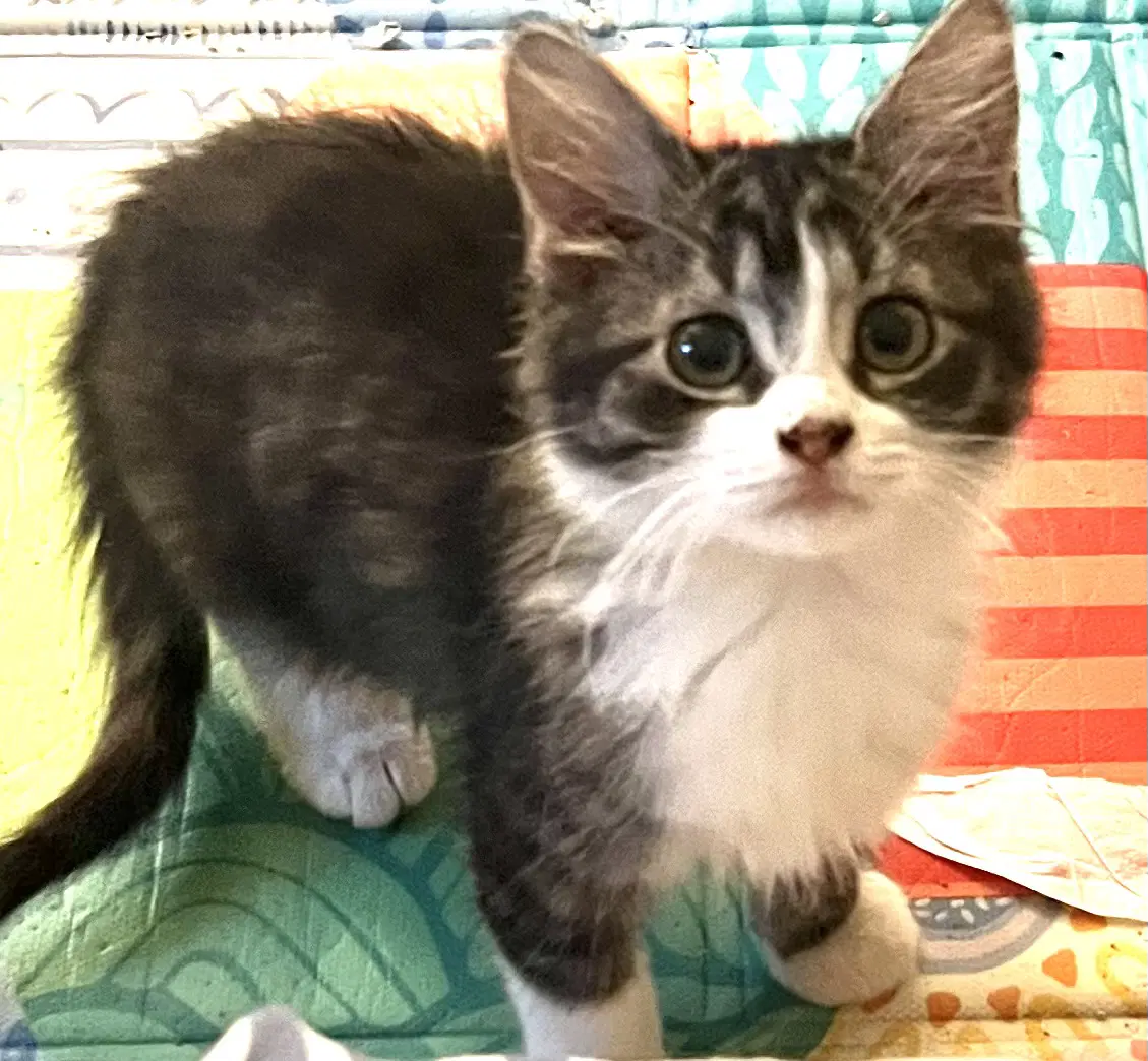 Monroe - Domestic Long Hair