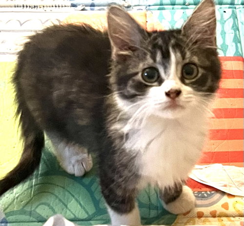 Monroe, a cat for adoption from Animal Rescue of the Rockies