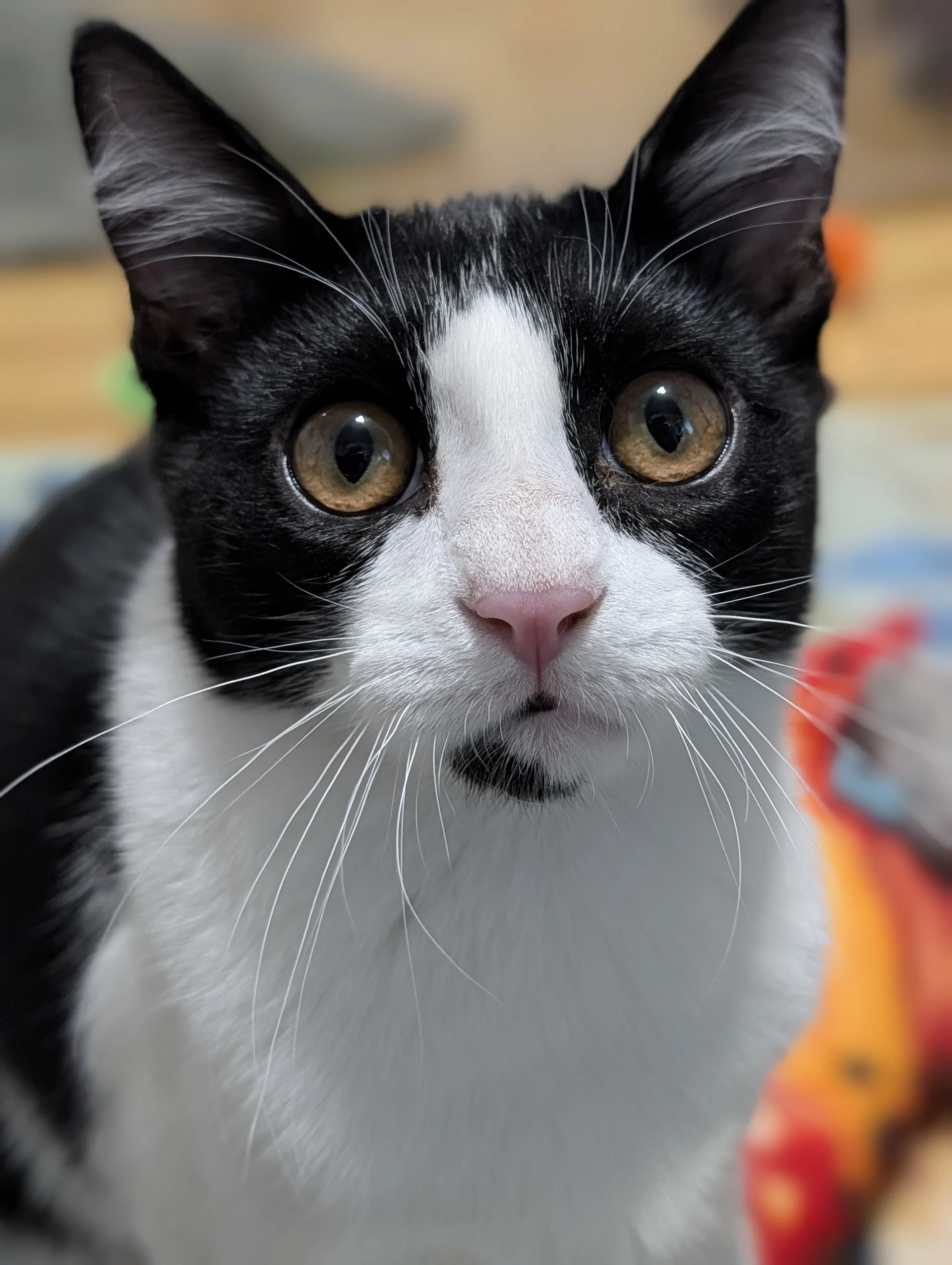 Kedi