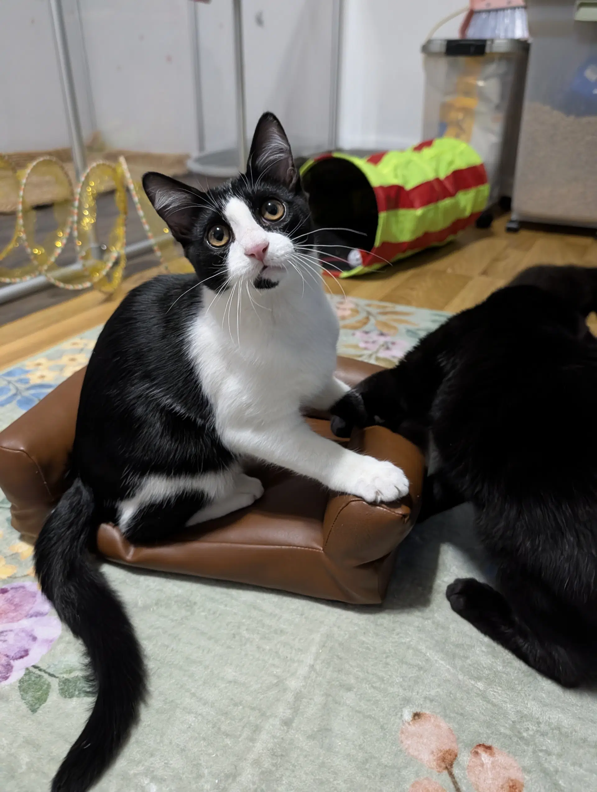 Kedi image 2