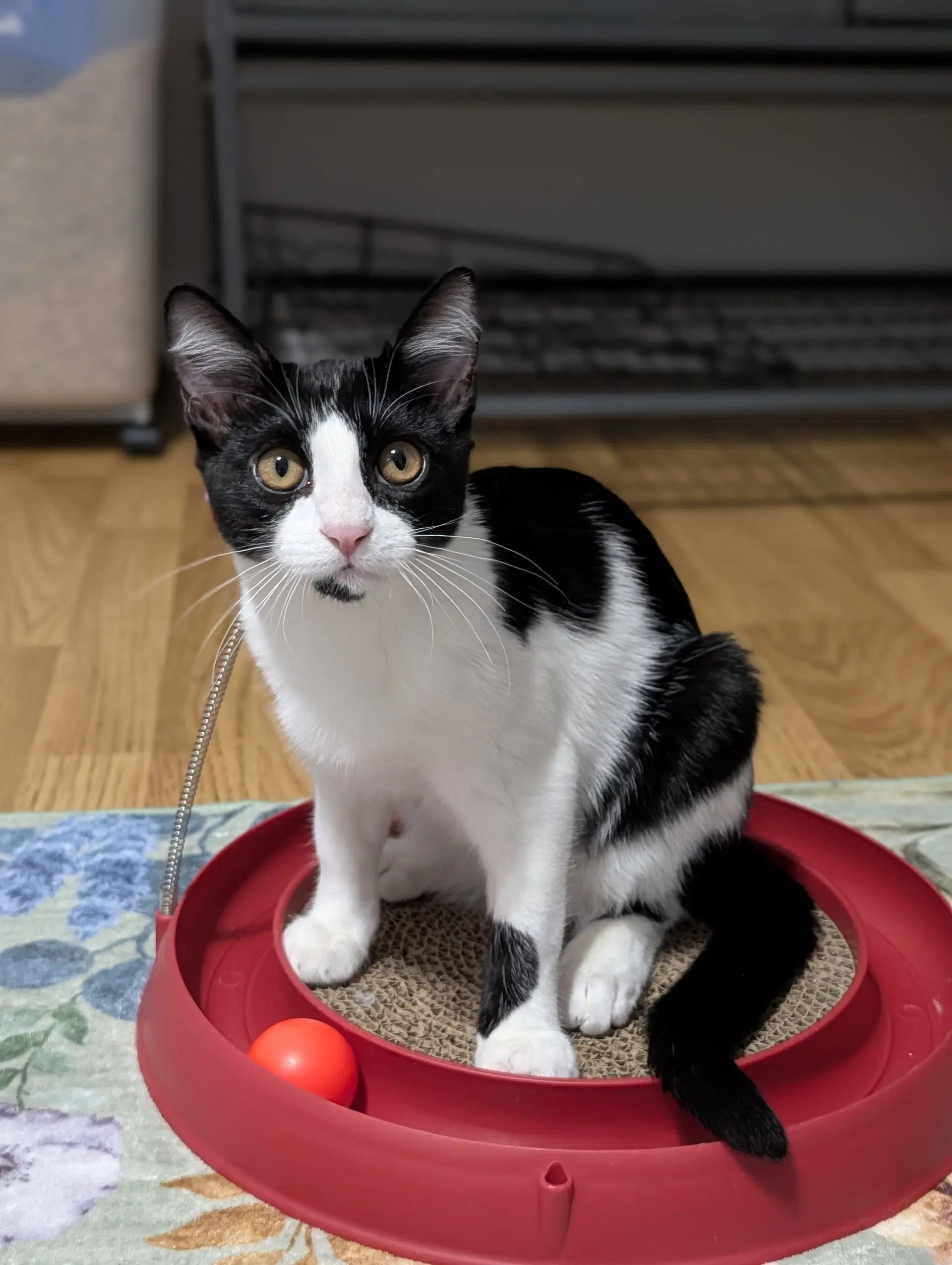 Kedi image 3