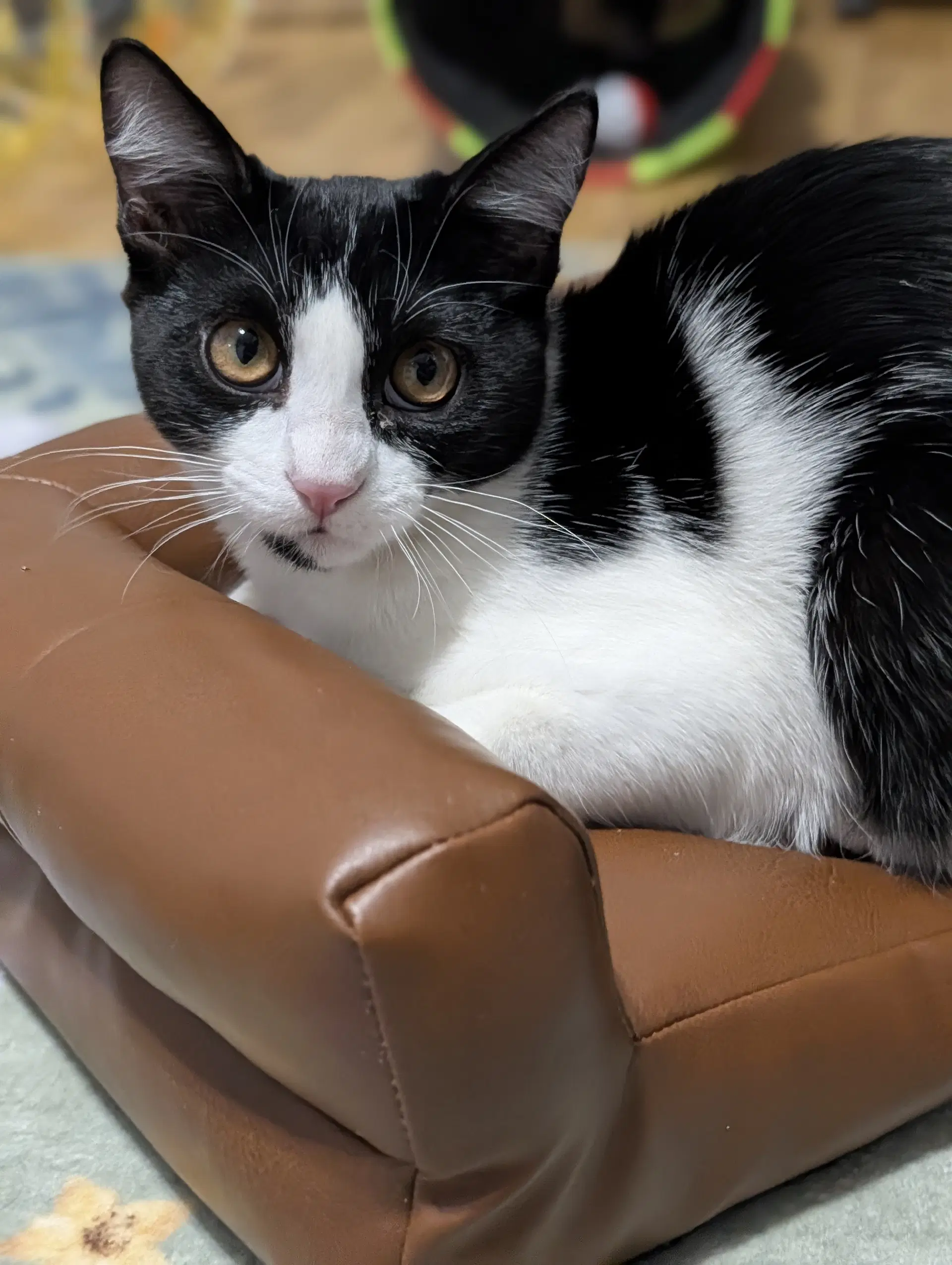 Kedi image 4
