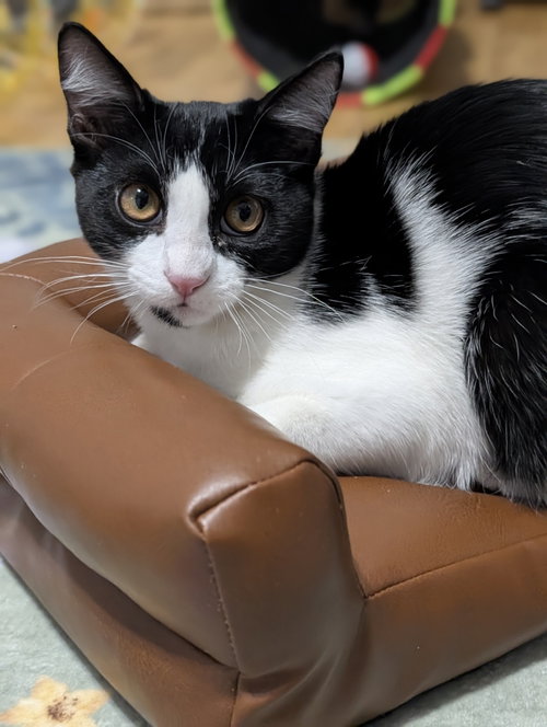 Photo 4 of Kedi