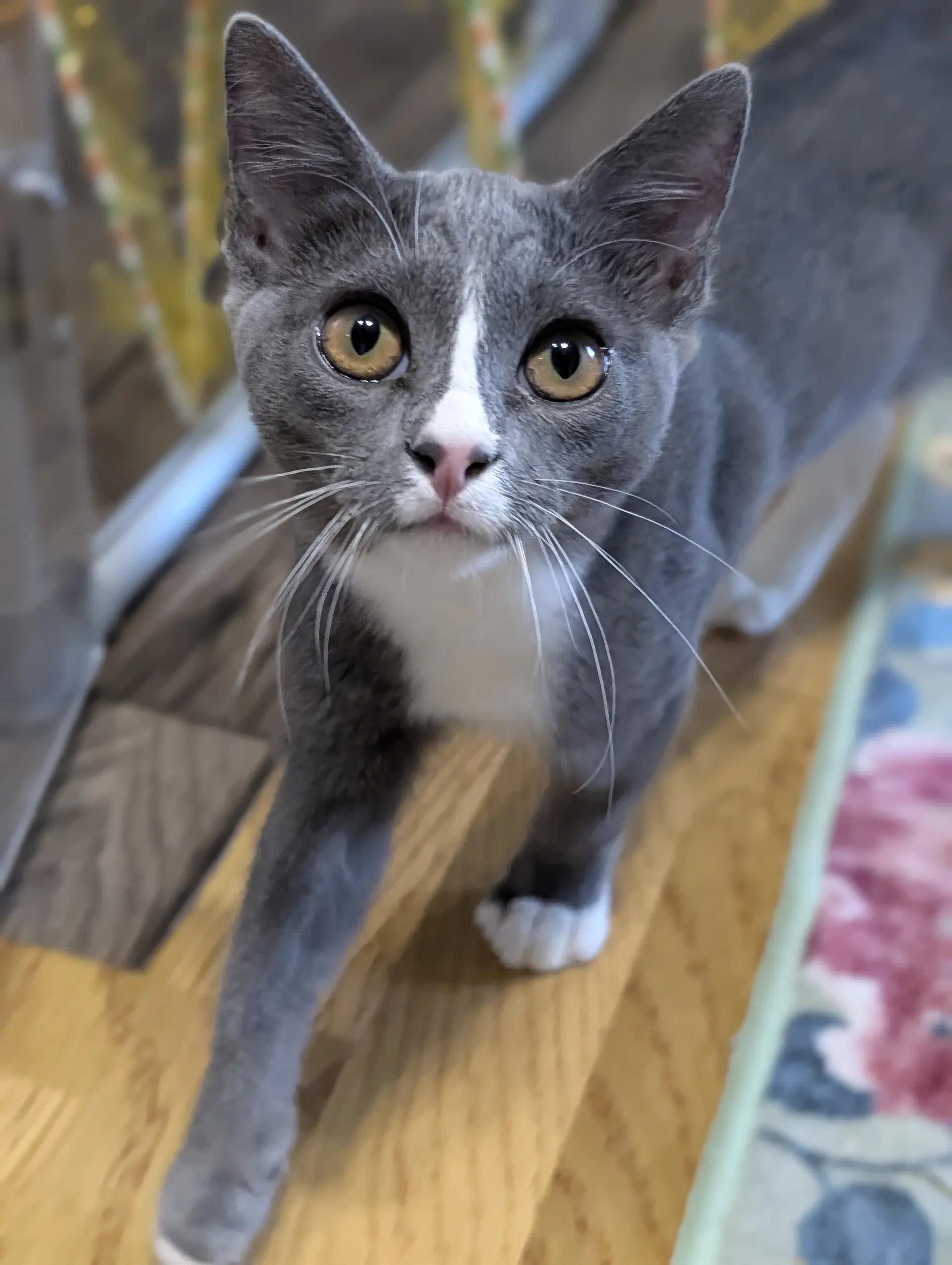 Kissa - Domestic Short Hair