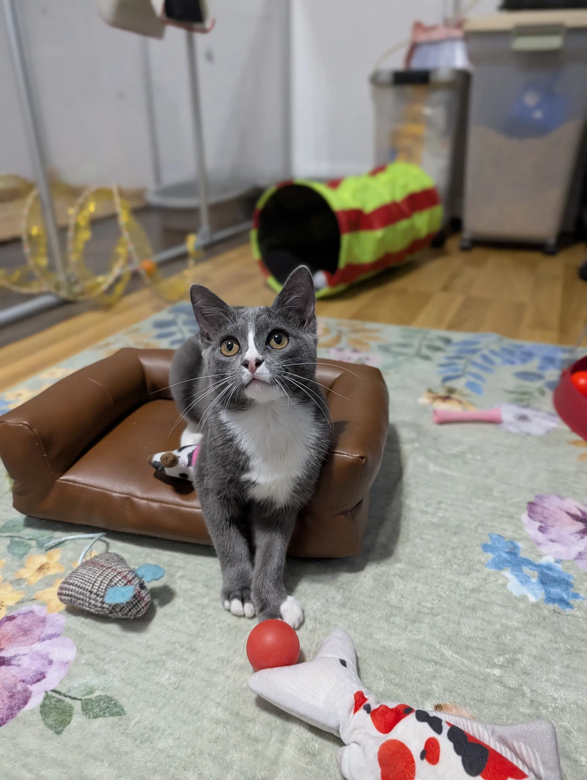 Kissa image 3