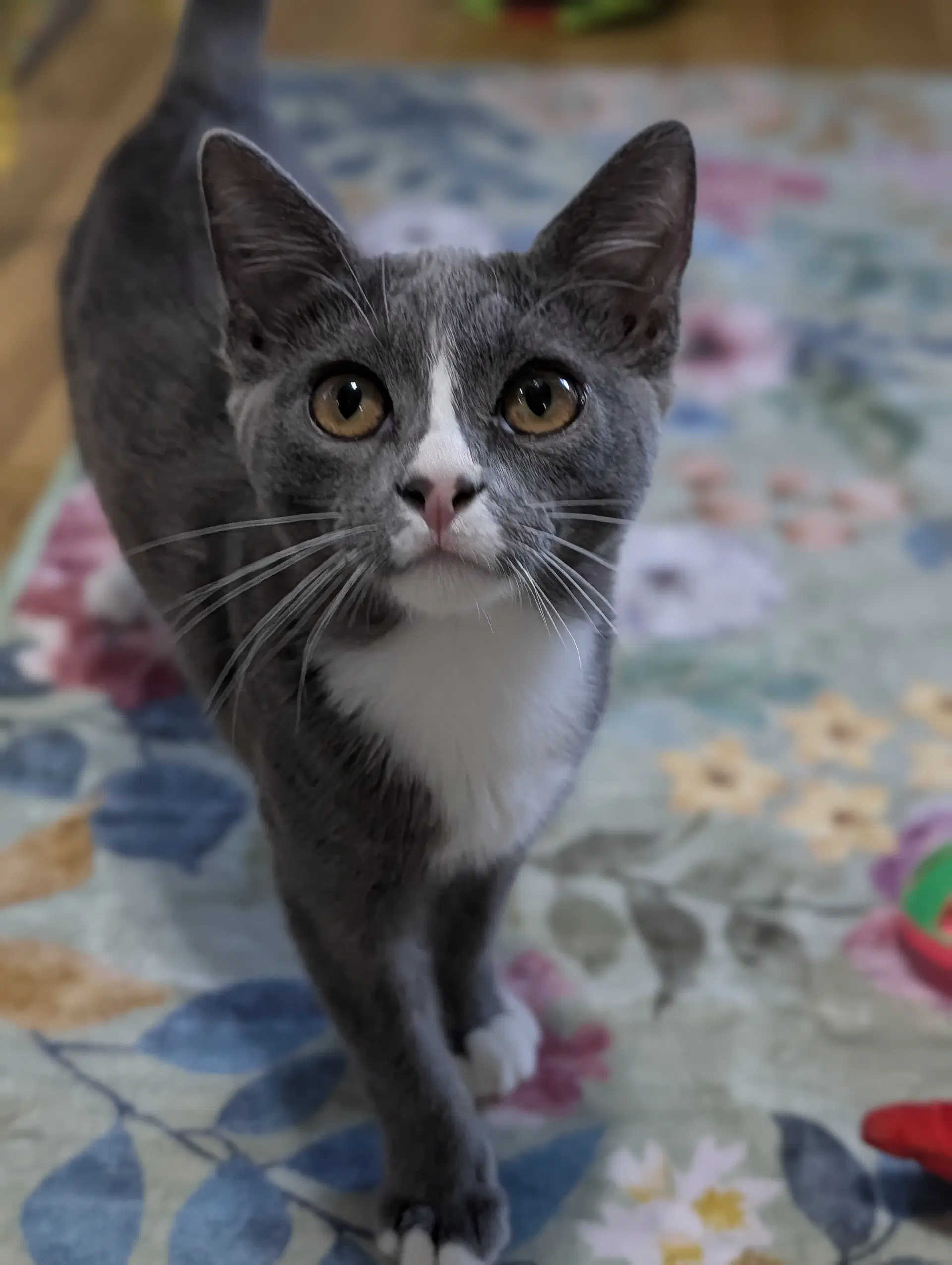 Kissa image 4