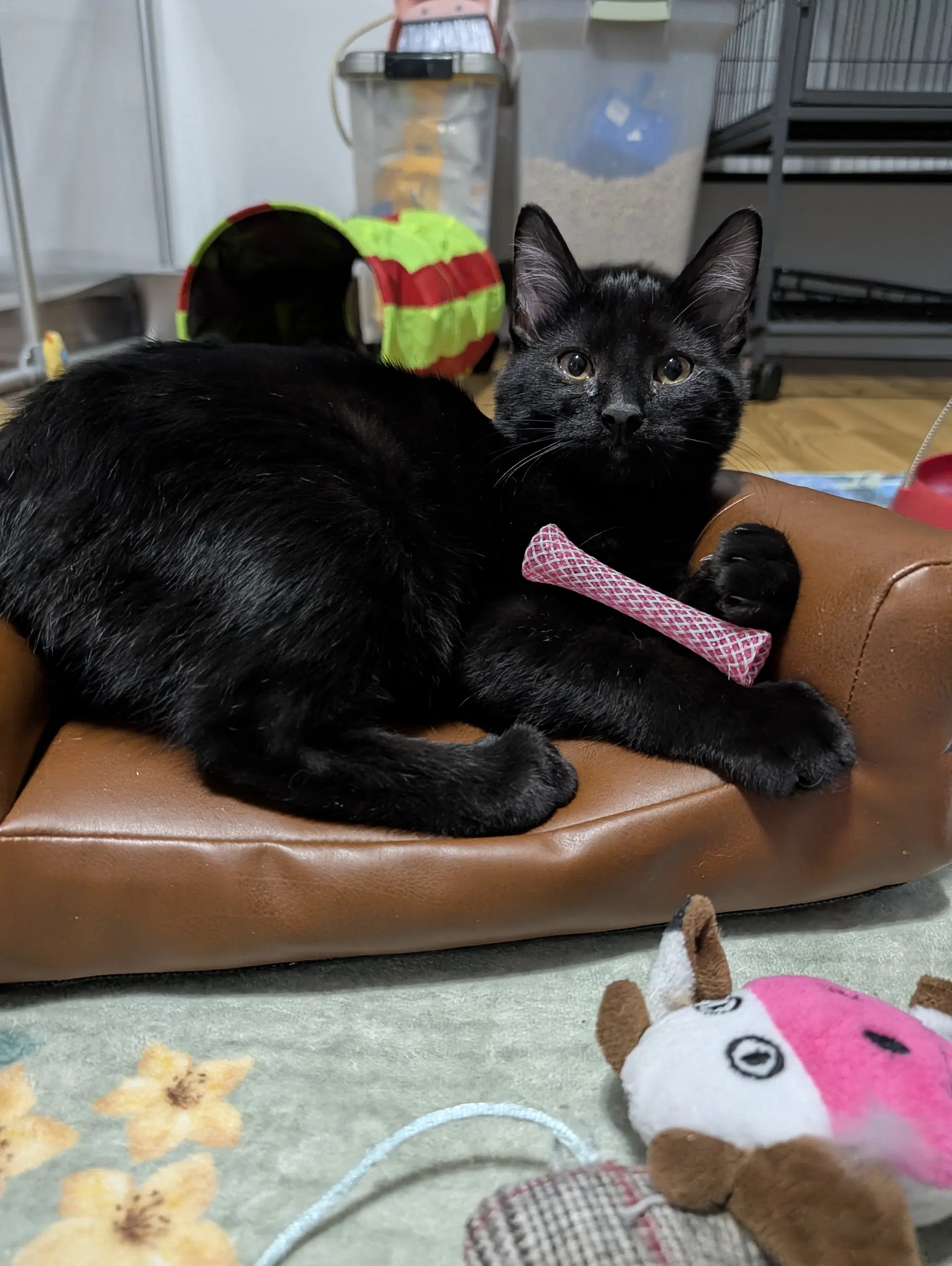Bobcat - Domestic Short Hair