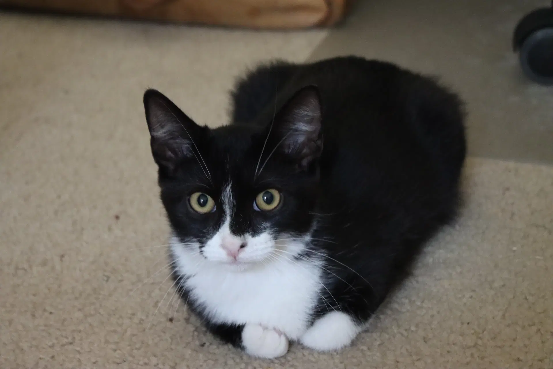 Carlos - Domestic Short Hair