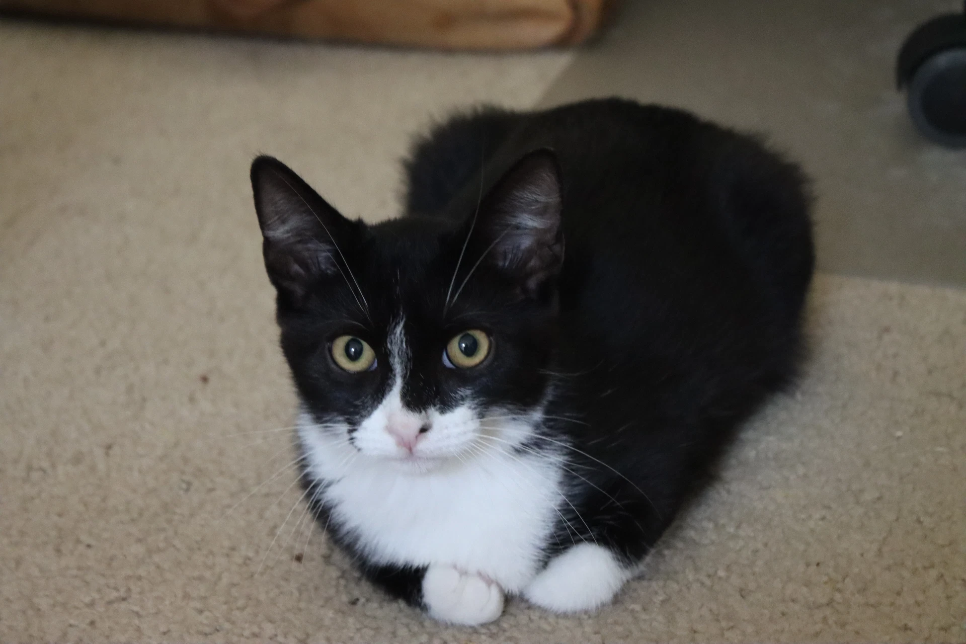Carlos