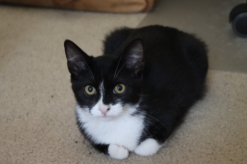 Carlos, a cat for adoption from Animal Rescue of the Rockies