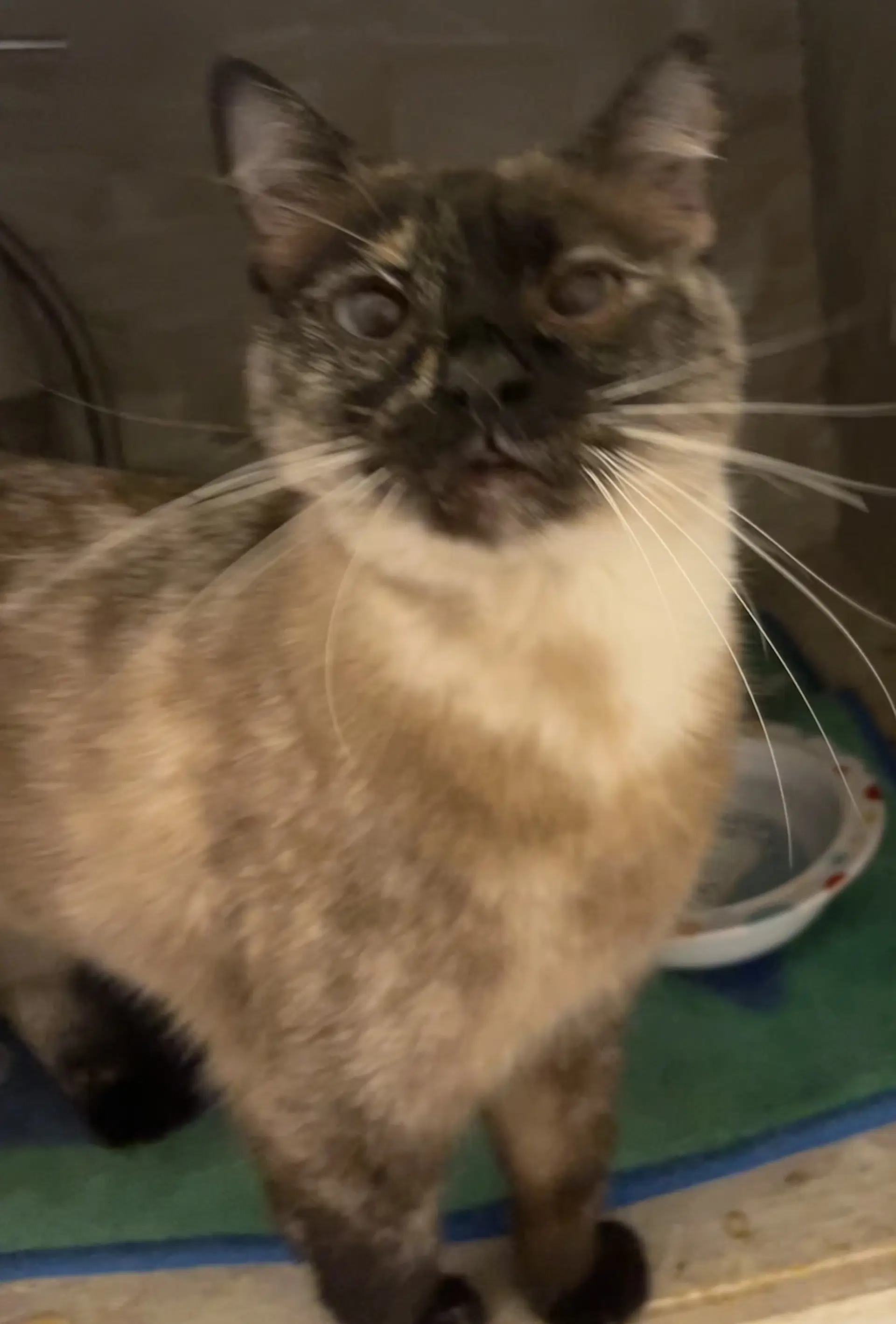 Cece - Siamese