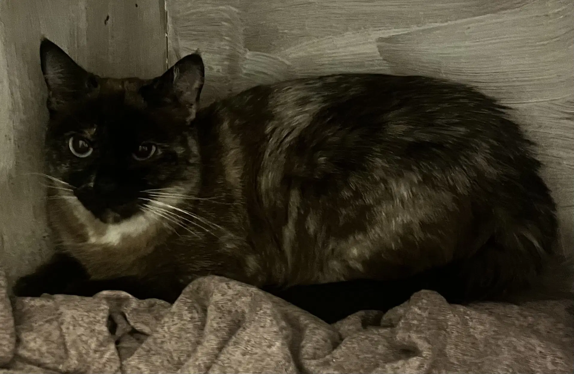 Cece image 2