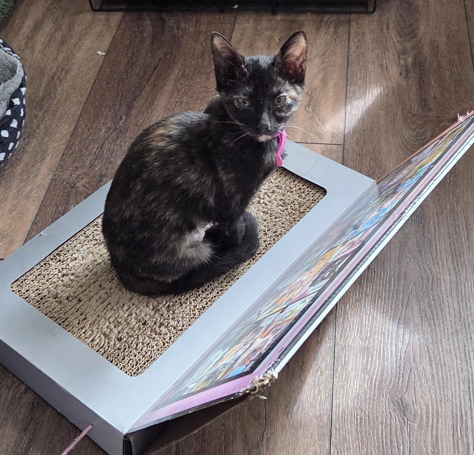 Truffle - Domestic Short Hair