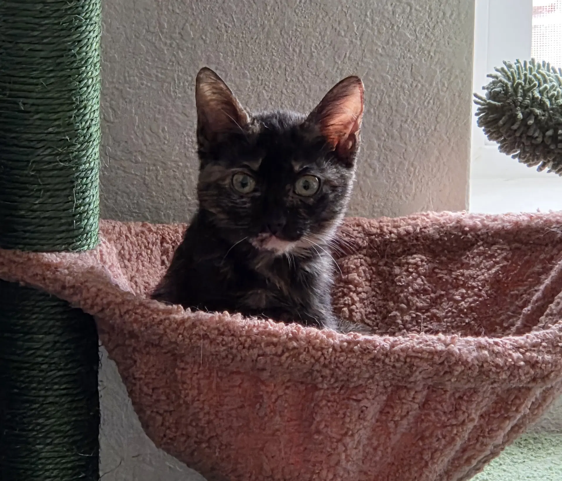 Toffee - Domestic Short Hair