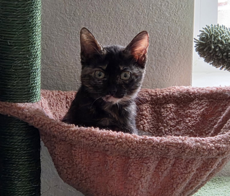 Toffee, a young female cat up for adoption