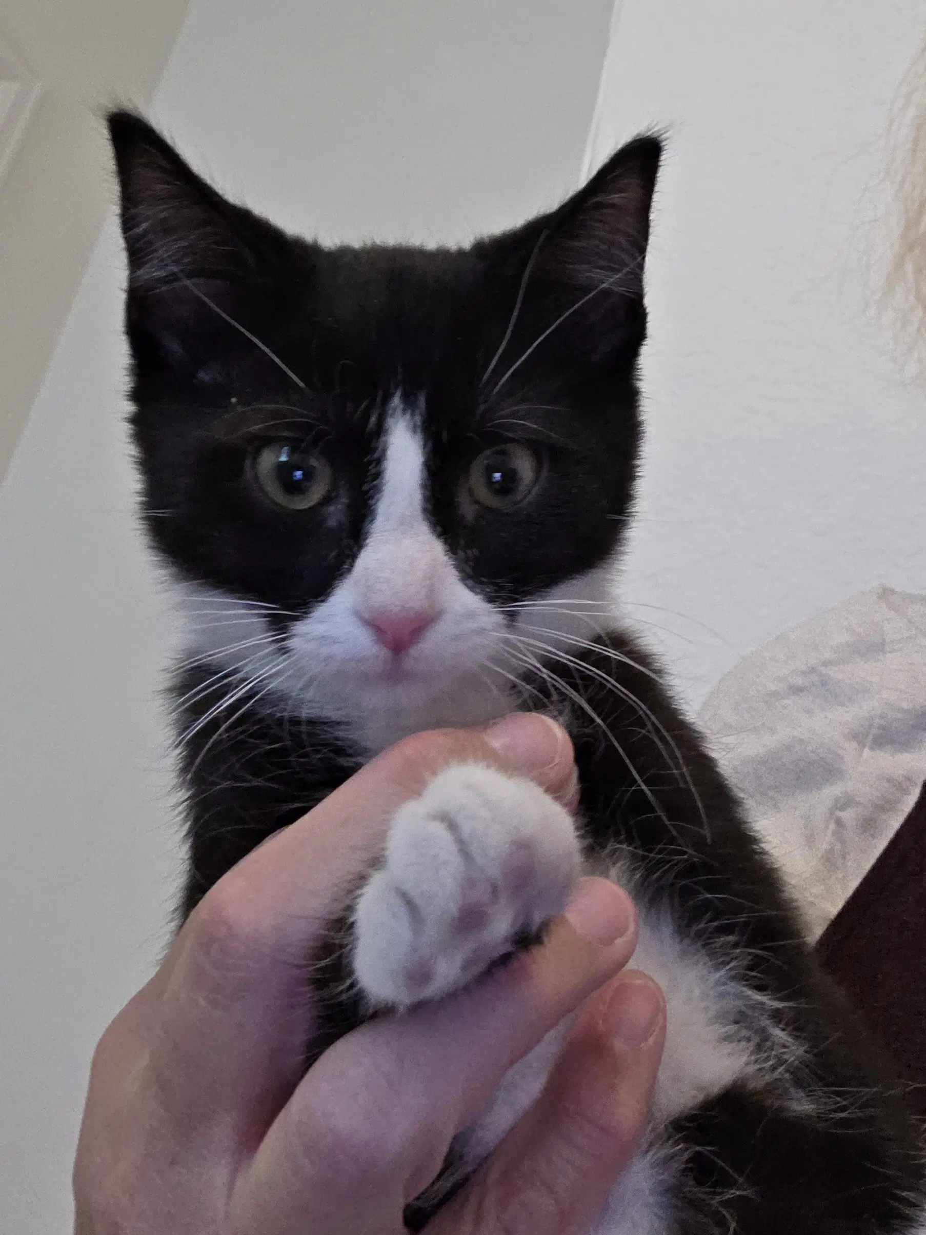 Wander - Domestic Short Hair