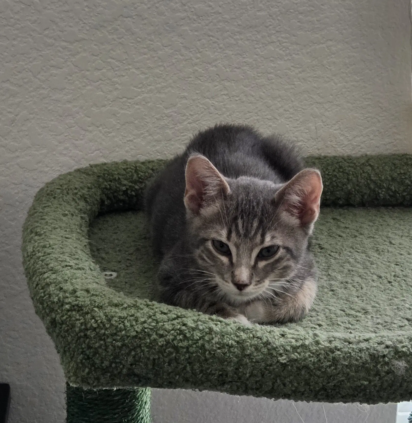 Wayward - Domestic Short Hair