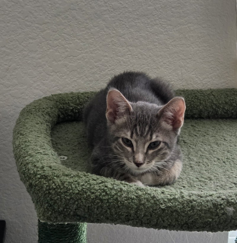 Wayward, a young male cat up for adoption