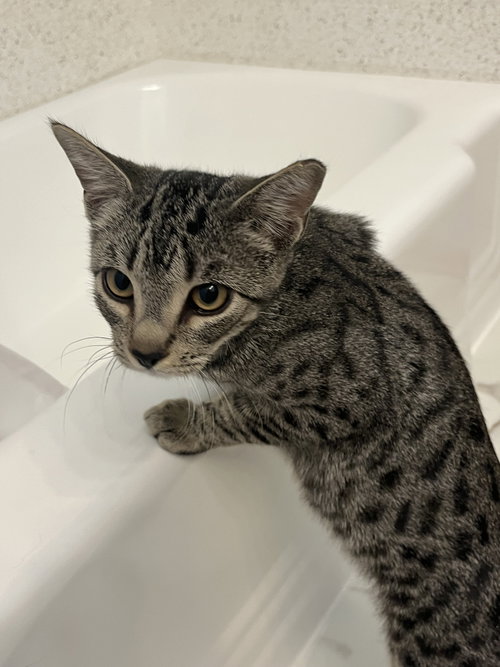 Rafi, a cat for adoption from Animal Rescue of the Rockies