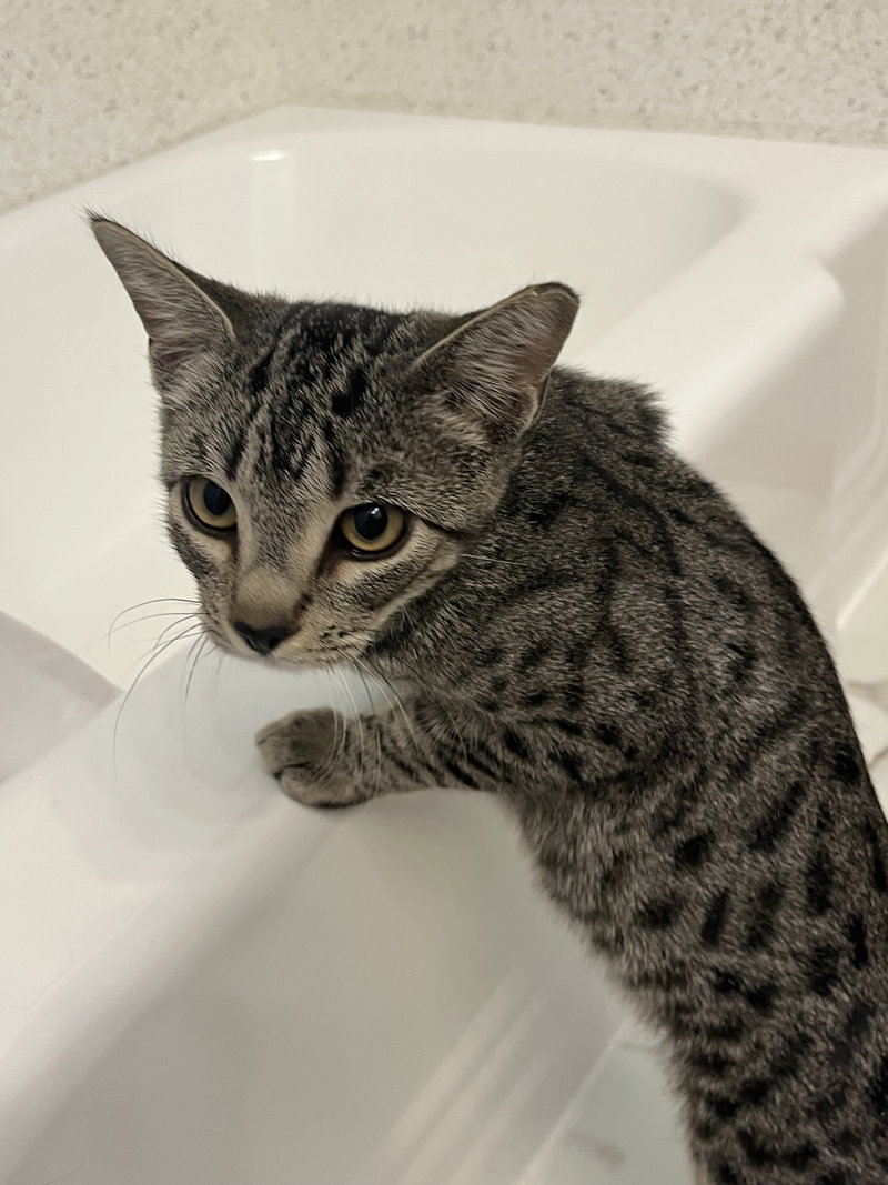 Rafi, a young male cat up for adoption