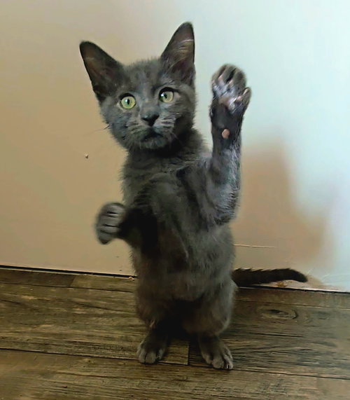 Buford, a cat for adoption from Animal Rescue of the Rockies