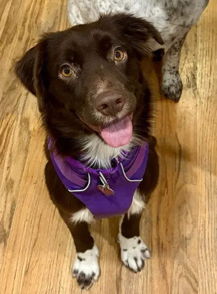 Brownie - Australian Shepherd