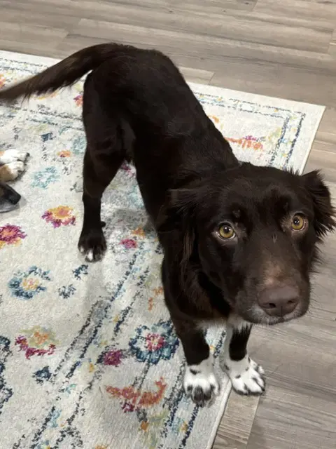 Brownie image 2