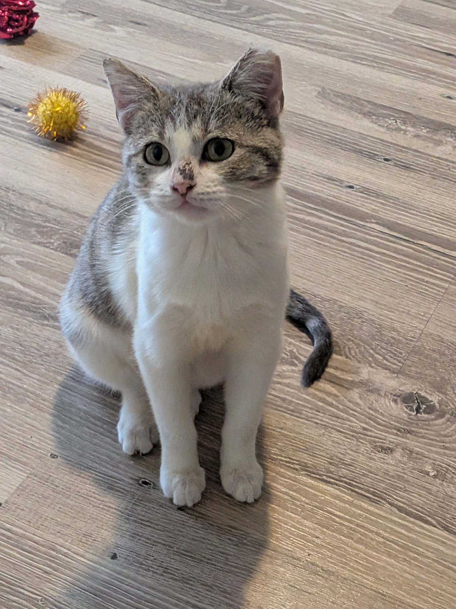 Dollie, Domestic Short Hair