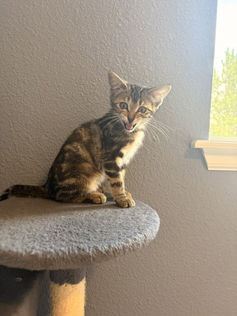Jolene, a cat for adoption from Animal Rescue of the Rockies
