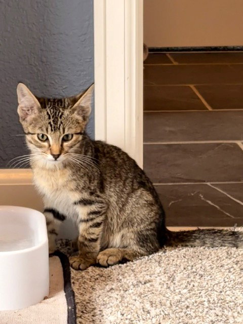 JJ Sneed, a cat for adoption from Animal Rescue of the Rockies