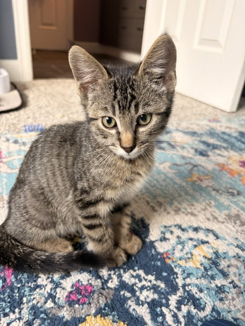 Dr. Robert F. Thomas, Domestic Short Hair