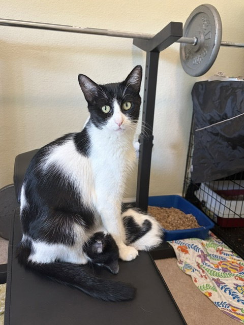 Elenor, a cat for adoption from Animal Rescue of the Rockies