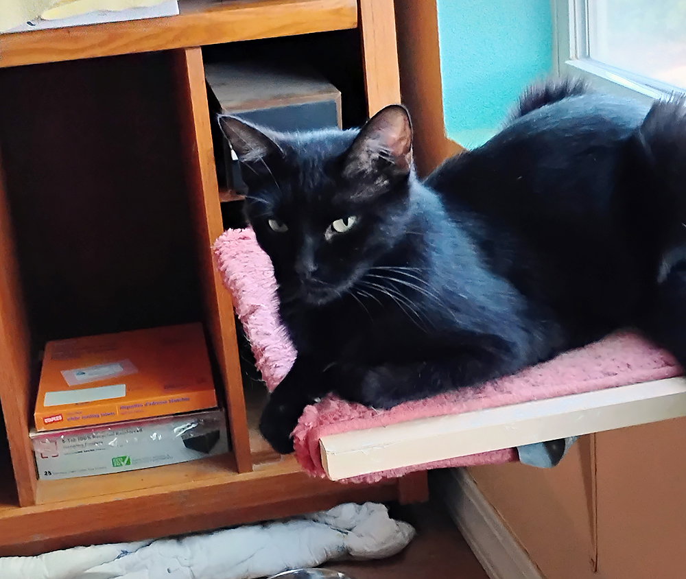 Sabrina (Courtesy Post), Domestic Short Hair