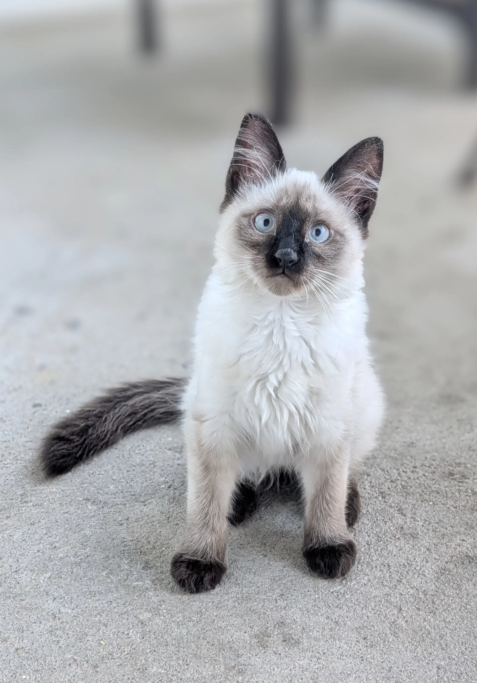 Top Hat - Siamese