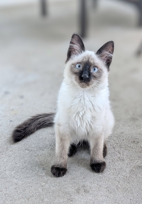 Top Hat, a cat for adoption from Animal Rescue of the Rockies