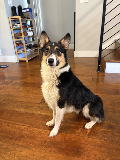 Jessie #3, Welsh Corgi / Australian Shepherd / Mixed