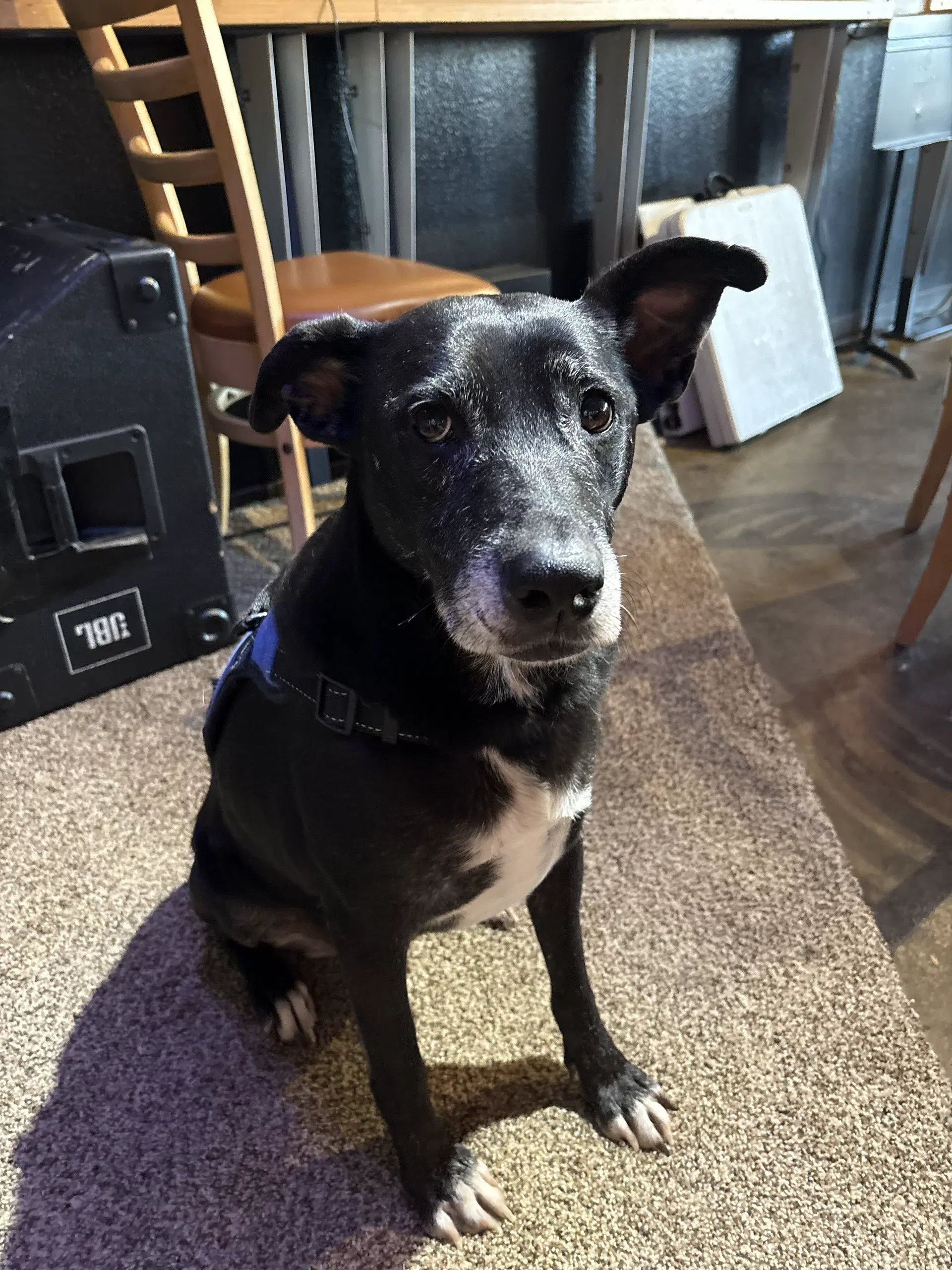 Sky - American Pit Bull Terrier